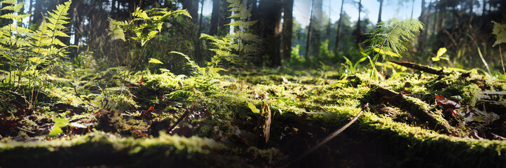 forest with  moss, fern and light bokeh background