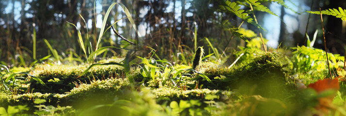 forest with  moss, fern and light bokeh background