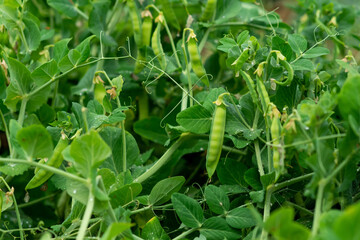 natural organic peas ripen in the garden - obrazy, fototapety, plakaty