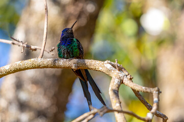 The swallow-tailed hummingbird perched on a branch of a tree in the forest. Its tail resembles scissors. The specie Eupetomena macroura also knows the Beija-flor Tesosura. Birdwatching. Animal World.