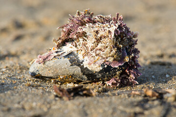 Closeup shot of a colourful coral at the sand on the beach in the sunlight © Berit Kessler/Wirestock