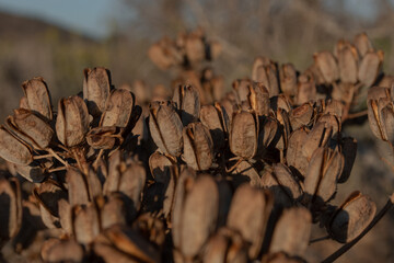 close of a seed plant