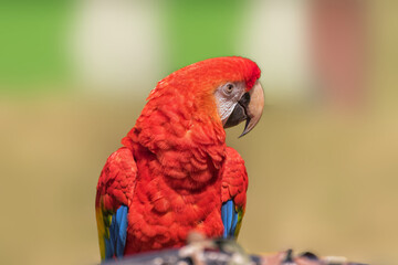The scarlet macaw, a large red, yellow, and blue Central and South American parrot. Portrait in profile