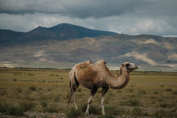 A camel grazes in the steppe of the Altai Mountains
