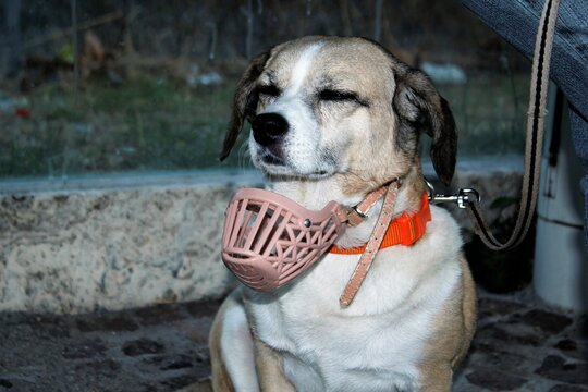 A dog with a pink baskerville