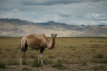 A camel grazes in the steppe of the Altai Mountains