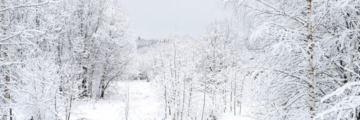 natural landscape of a snowy white winter frozen forest in a good windless weather in the village. the trees and branches of the trees are completely covered with snow or hoarfrost. banner