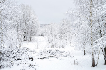 natural landscape of a snowy white winter frozen forest in a good windless weather in the village. the trees and branches of the trees are completely covered with snow or hoarfrost