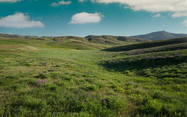 Fototapeta na wymiar Natural background. Green meadows and wild flowers