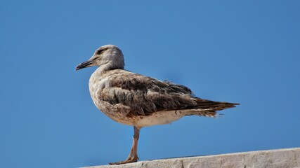 seagull on the rock