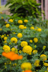 Beautiful yellow marigold flowers with green leaves are blooming in the garden. Yellow flower stock images