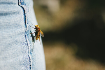 Bee on a persons jeans