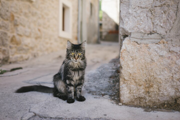 Proud Longhair Cat Breed on an Island in Croatia