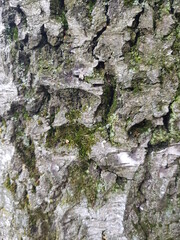 bark of a tree