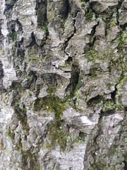 bark of a tree