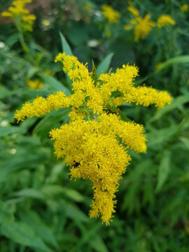 Kanadische Goldrute, Bl&uuml;tenstand, Solidago canadensis