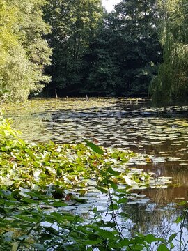 Stiller Waldsee, lauschiges Pl&auml;tzchen, Biotop