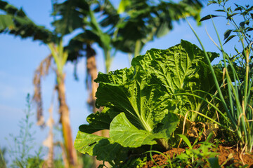 Fresh green Chinese cabbage in the fields in the morning against clear blue sky ready to harvest by Indonesian local farmers.