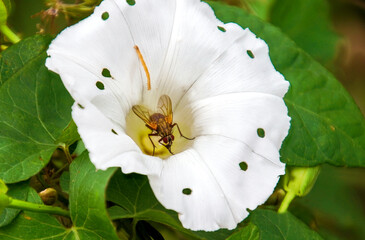 Fliege an weißer Zaunwindenblüte mit Raupe
