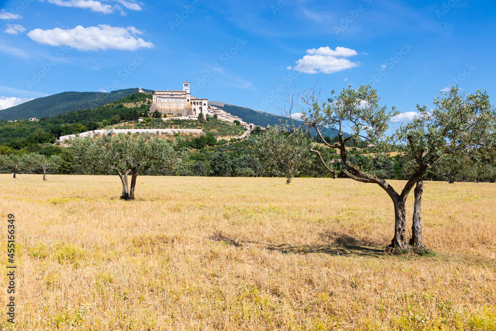 Wall mural olive trees in assisi village in umbria region, italy. the town is famous for the most important ita