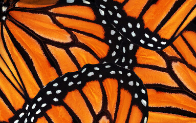 monarch butterfly wings. abstract pattern of tropical monarch butterfly wings. natural orange background. - Powered by Adobe