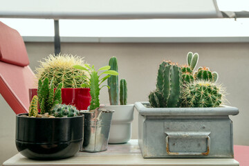 Assorted cactus pots on a table in an urban terrace