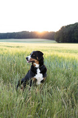 Sennenhund sitting in field on sunset