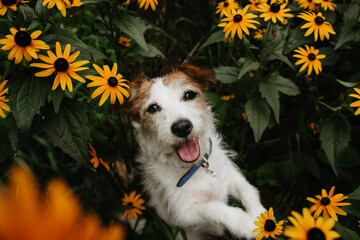 Portrait happy jack russell dog between orange flowes on spring time looking up.