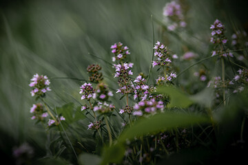 Die Natur im Bayerischer Wald
