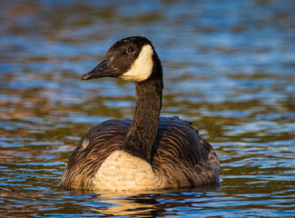 Close up image of a Canada goose swimming in calm blue water in the glow of an evening summer sun.