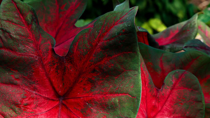 red caladium