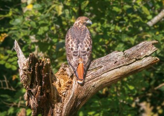 Adult red-tailed hawk looking to the right