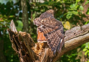 Wing of a red-tailed hawk