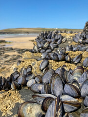 Colony of clams of mussels on rocks in the wild, during law tide.