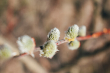 The first flowering of the tree in the spring