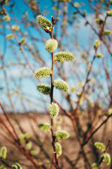 Fototapeta premium The first flowering of the tree in the spring