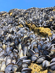 Colony of clams of mussels on rocks in the wild, during law tide.