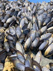 Colony of clams of mussels on rocks in the wild, during law tide. 