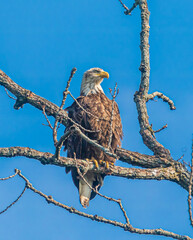 Juvenile bald eagle perched on a dead branch