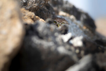 Little owl. Colorful nature background. Athene noctua.  