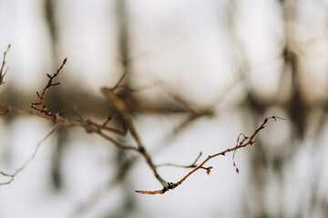 apple tree branch in winter