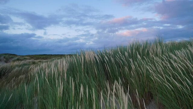 4k video of a dune beach with beachgrass in the wind