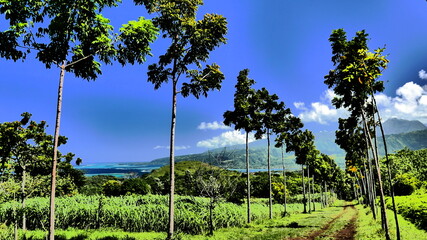 Naklejka premium presqu' ile de tahiti