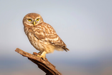 Little owl. Colorful nature background. Athene noctua.  