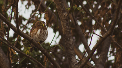 owl in tree