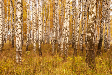 Autumn black white birch tree forrest landscape