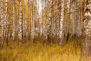 Autumn black white birch tree forrest landscape