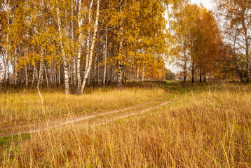 Autumn black white birch tree forrest landscape