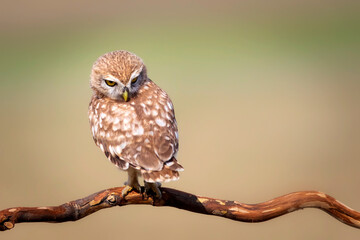 Little owl. Colorful nature background. Athene noctua.  