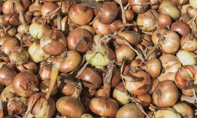 The fruits of the scattered onion